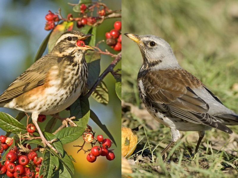 Winter Thrushes
